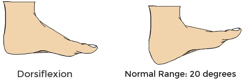 dorsiflexion